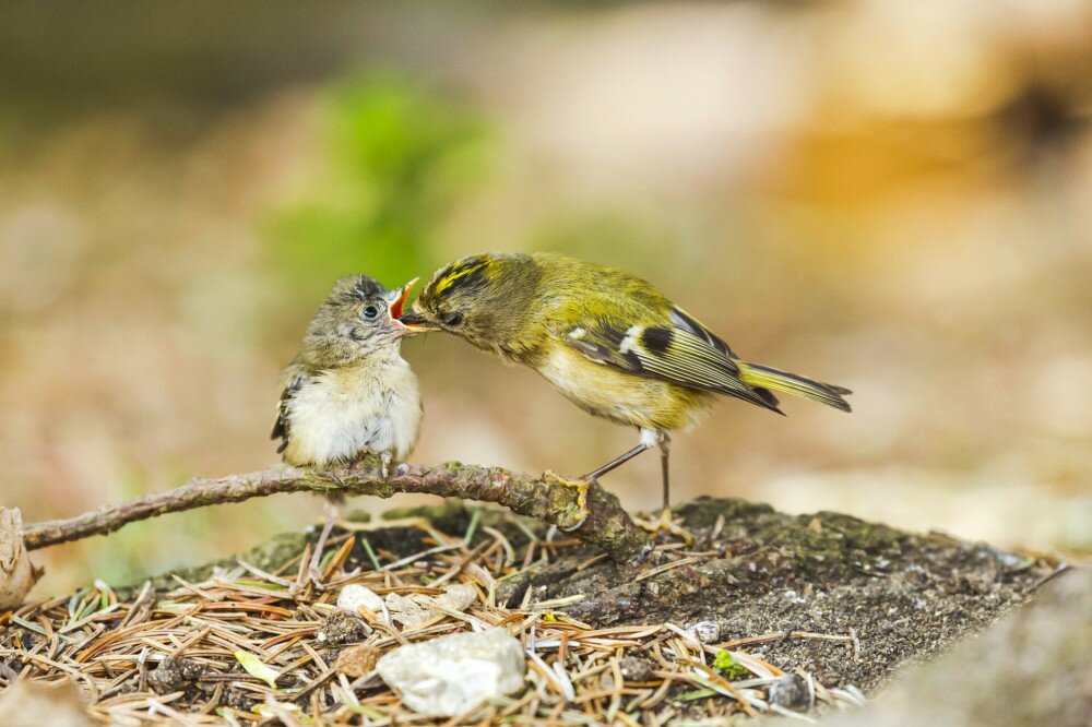 British garden bird feeding young baby