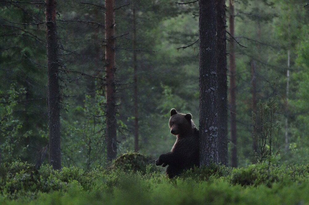 brown bear in forest with misty scenery