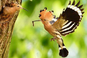 Búbosbanka – a hazai madárvilág punkja