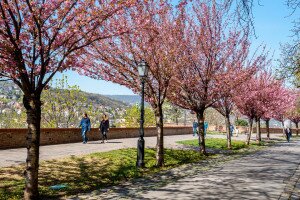 Budapesti helyszínek, ahol megcsodálhatod a cseresznyevirágzást