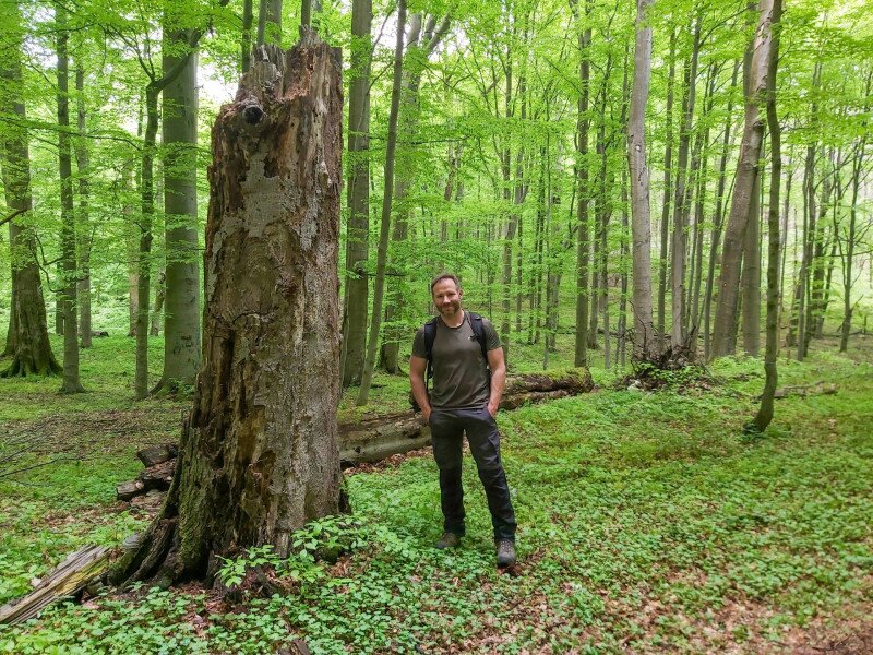 Bükki Őserdő_©Tanács Eszter