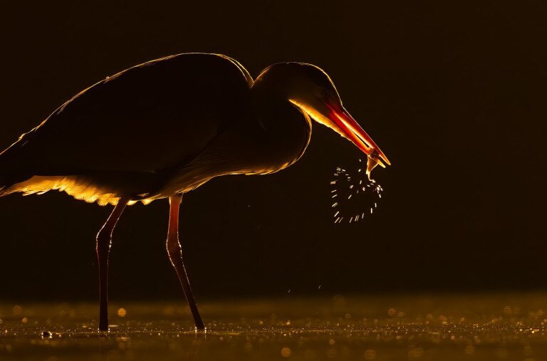 Ezek az év legjobb természetfotói