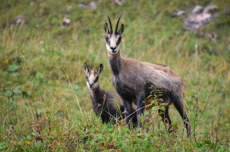 Zergéket láttak Magyarországon