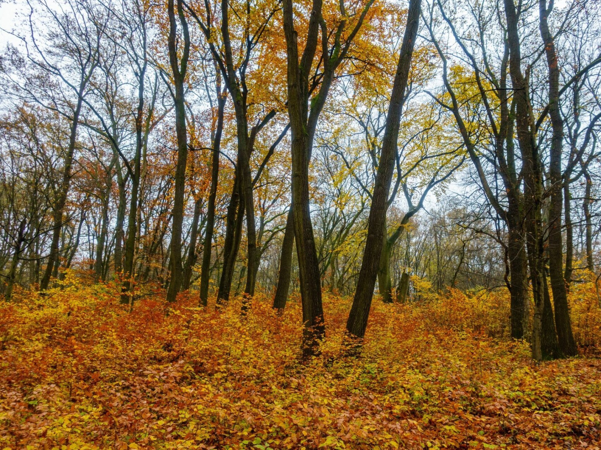 Őszi fények, színes lombok, csendes ösvények gyönyörű hazai erdőkben