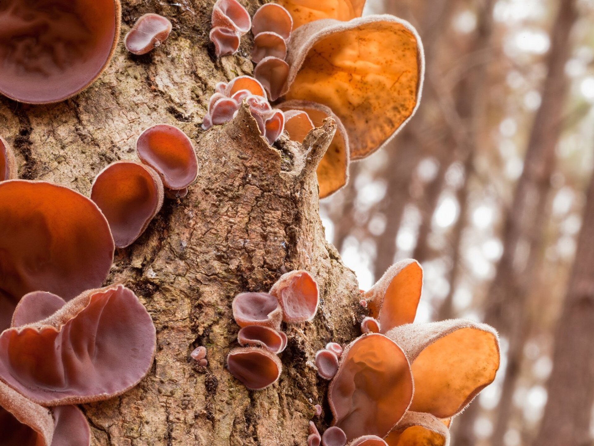 Télen is különleges gombákkal van tele az erdő