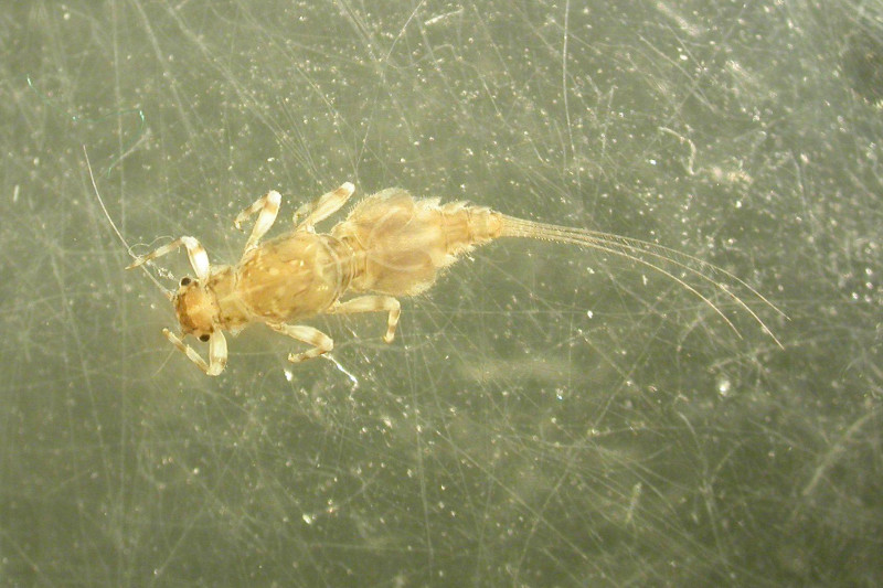 Caenis robusta FOTO Malnas Kristof