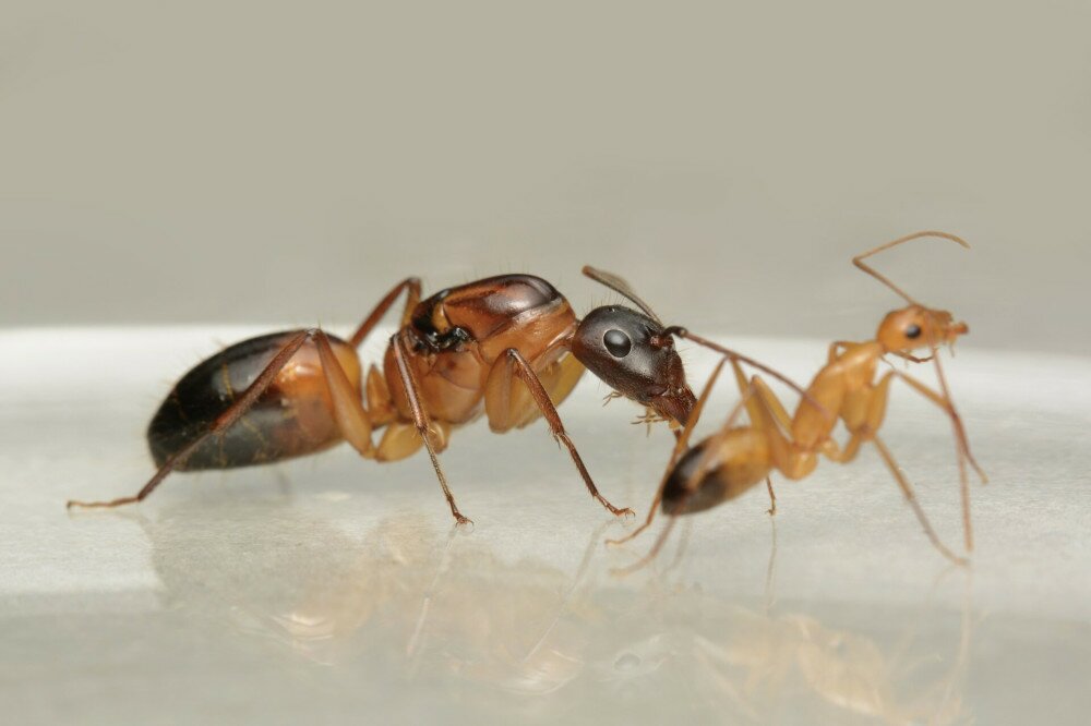 Camponotus thoracicus_Bakos Ádám_AntSite 01 (5) 2