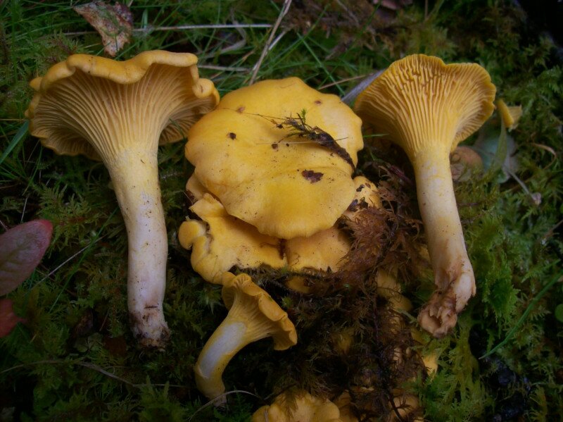 Cantharellus_cibarius;_101_0612