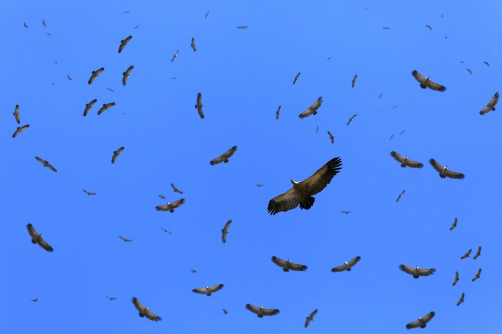 Cape vultures circling the area for possible food. Gyps coprotheres