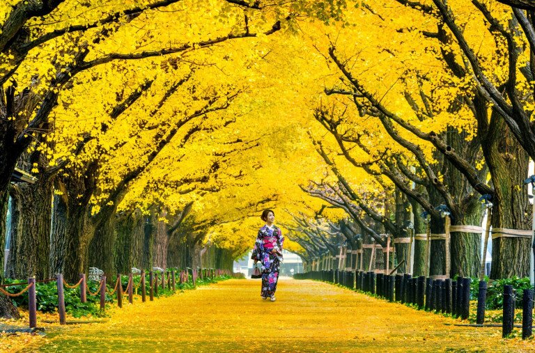 A ginkgo biloba titkai – a fa, amely túlélt mindent