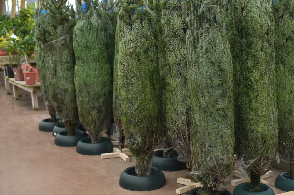 Christmas trees wrapped in a net for sale on a market