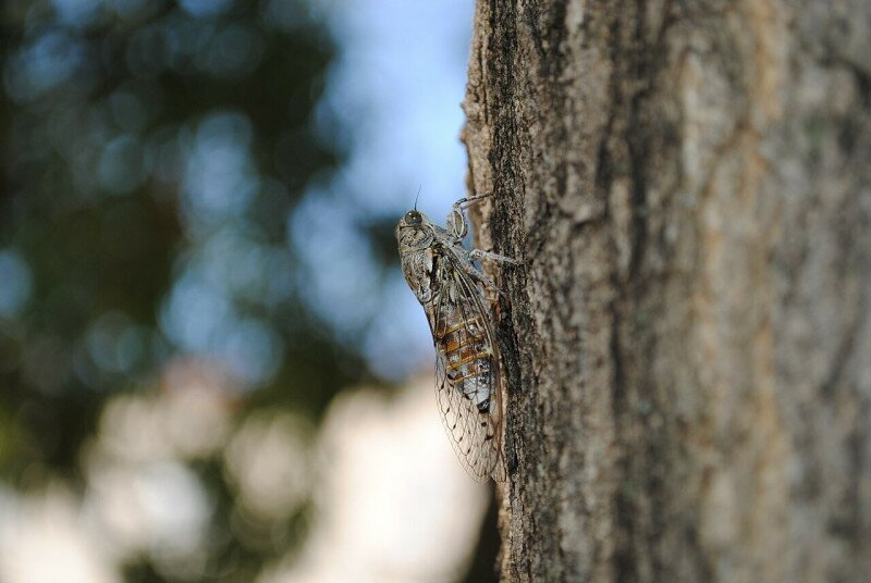 Cicada-2011-08-01