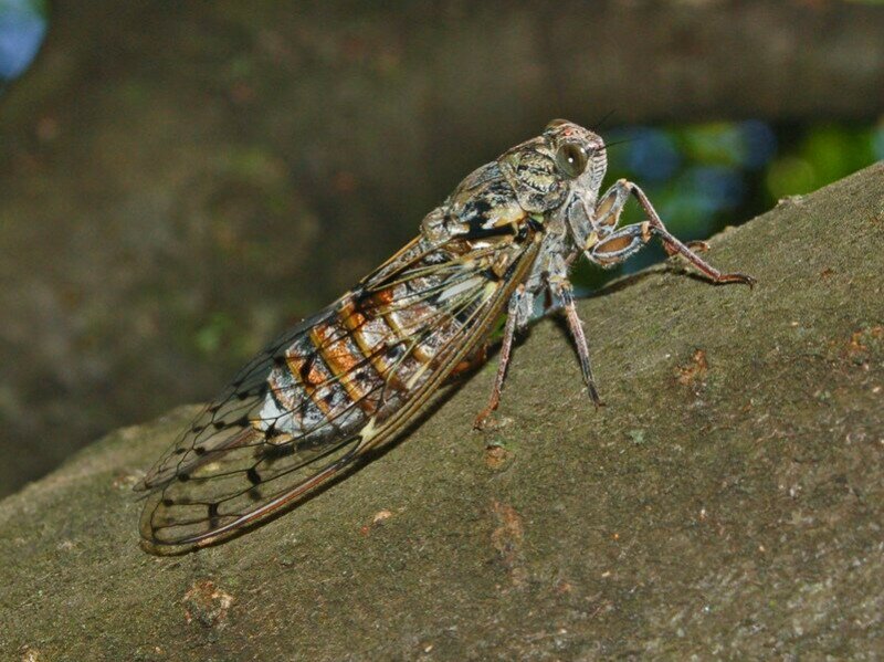 Cicadidae_-_Cicada_orni-2