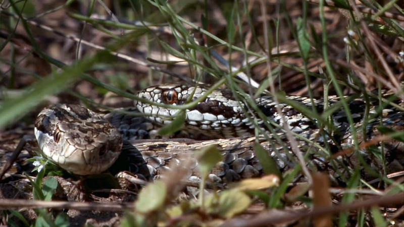 cikkvipera01