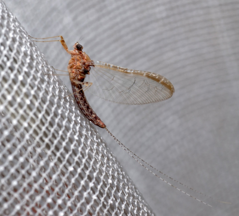 Cloeon_dipterum_elevenszulo keresz -Wikipedia André Karwath aka Aka