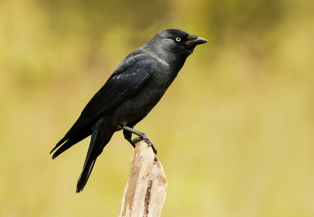 Close-up of a Jackdaw perching on a wooden post against yellow background, UK.