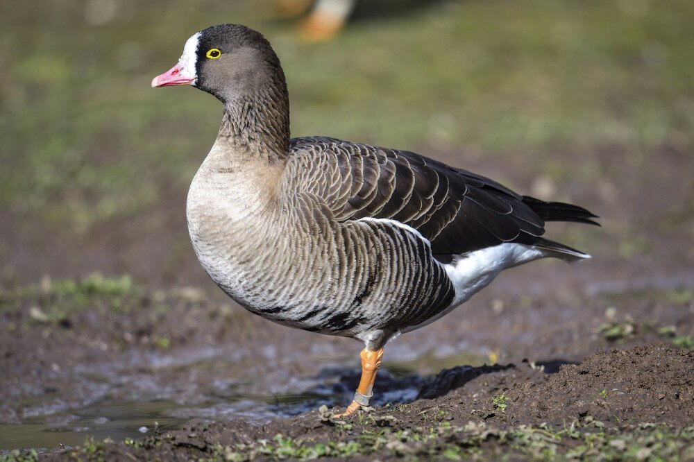 Close up of a lesser white fronted goose (anser erythropus)