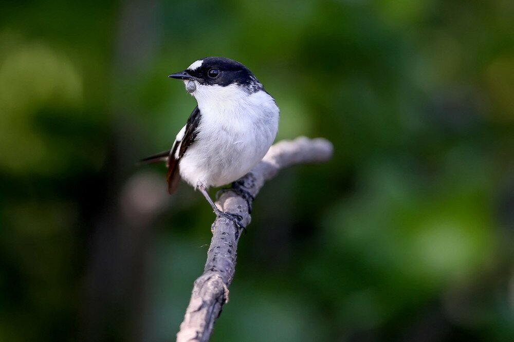 Close-up portrait of a male collared flycatcher (Ficedula albicollis) sitting on a branch against a blurred background. Tick struck under the bird's beak