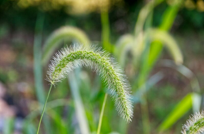Closeup of a green foxtail in a field under the sunlight