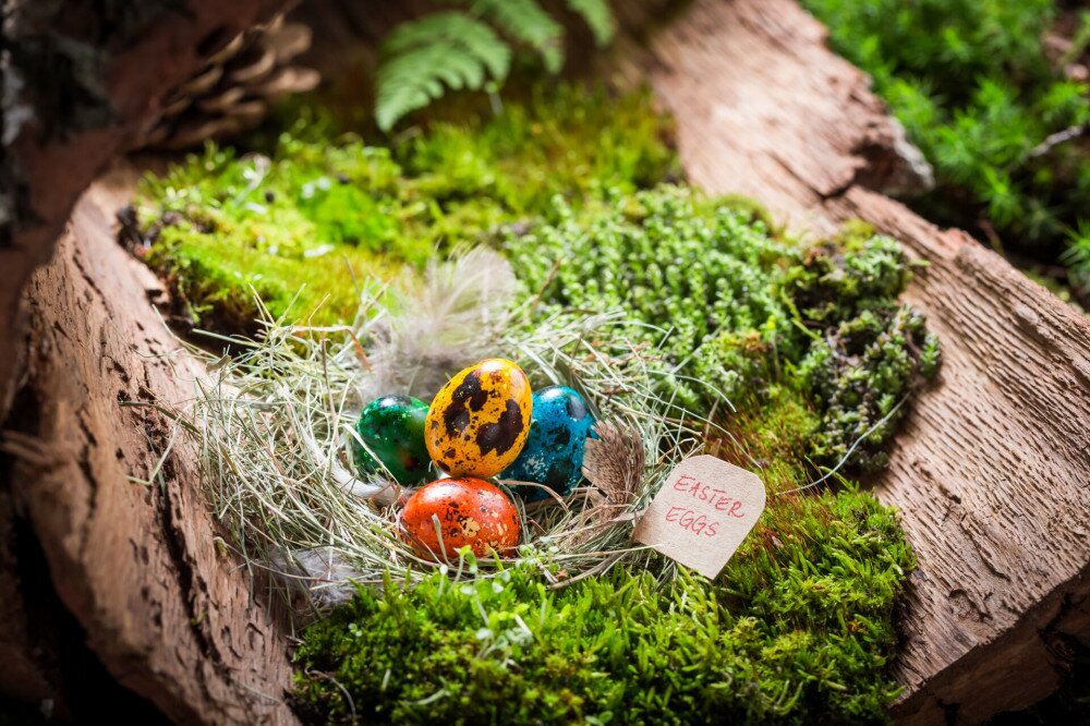 Colorful eggs for Easter in the forest at sunrise