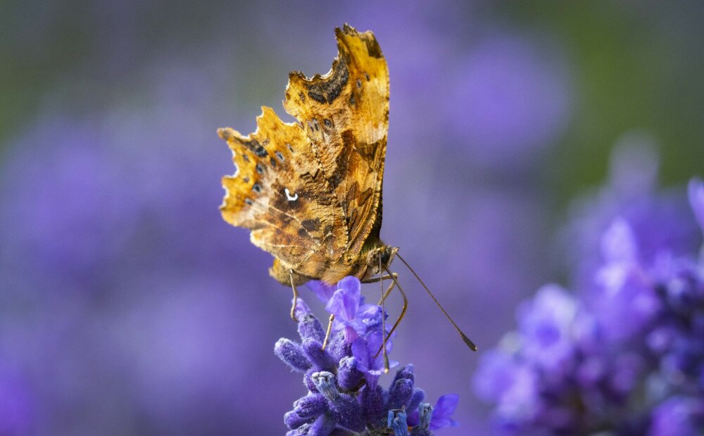 Comma Butterfly ( Polygonia c-album ) on Lavender