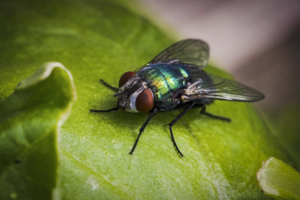 common greenbottle fly (Lucilia sericata)