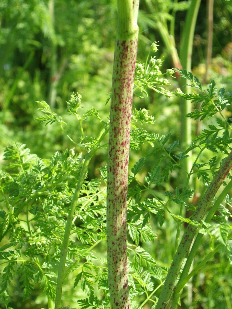 Conium_maculatum_Hauxley_2