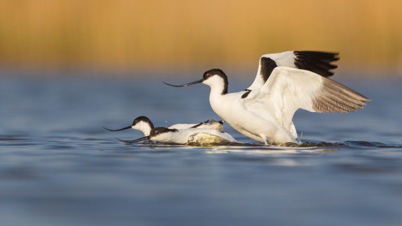 CONNECTION – WILDART YOUNG CATEGORY WINNER