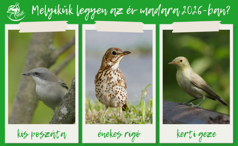 Copy of Most látható a természetben ! (11)