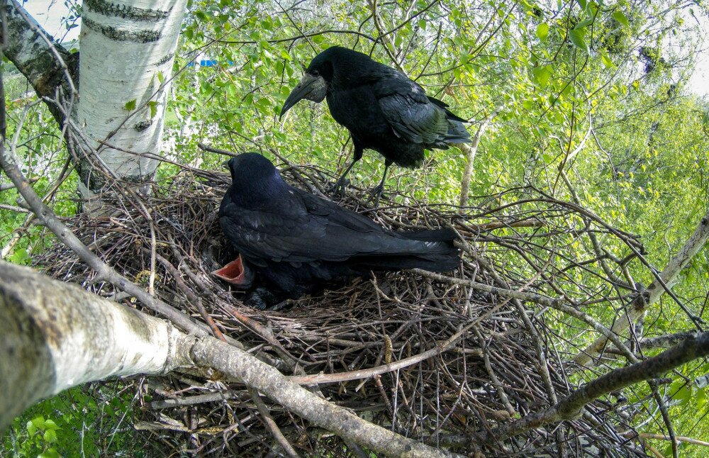 Corvus frugilegus. The nest of the Rook in nature.