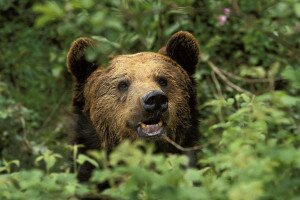 Csak élelmet kereshet a Miskolcon kóborló medve