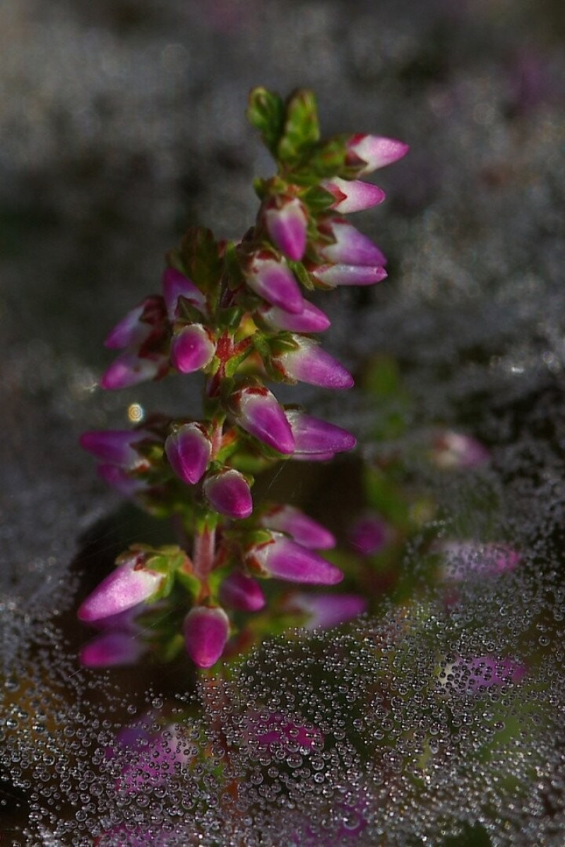 csarab-calluna-vulgaris-0aceb4e5-1824850