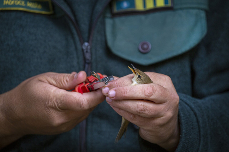 Cserregő nádiposzáta madárgyűrűzésen a Dávodi Földvári-tó Természetvédelmi Területen