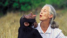 Csimpánzkutatóból a természet szószólója – Jane Goodallra emlékezünk