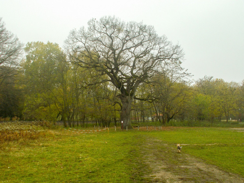 Cuha-völgy anya_008