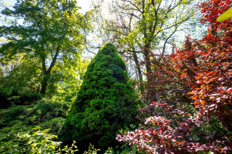 Cukorsüvegfenyő az Erdőtelki Arborétumban