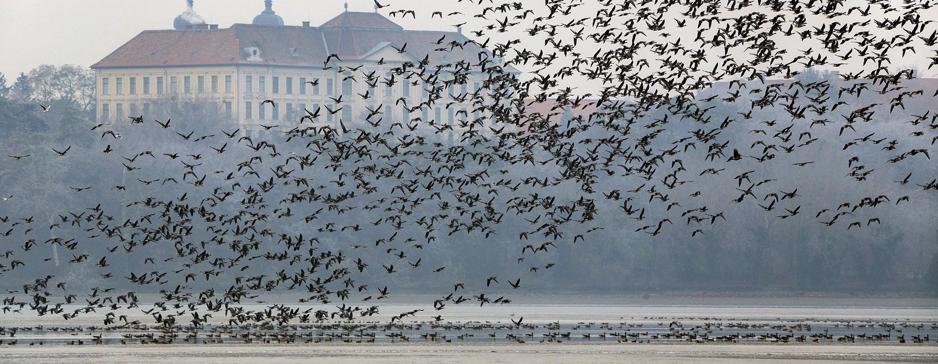 Elvarázsoltak a tatai vadludak