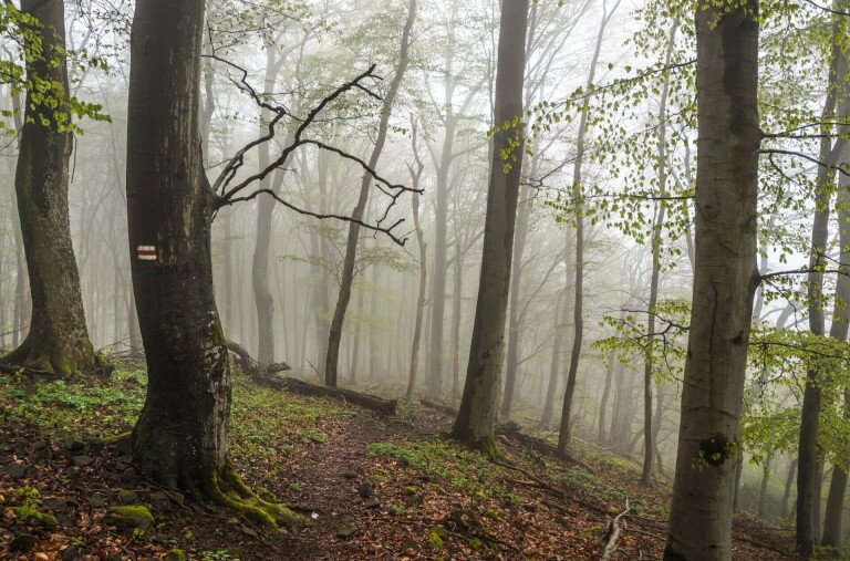 Varázslatos erdőtúrák – Hétvégi programajánló
