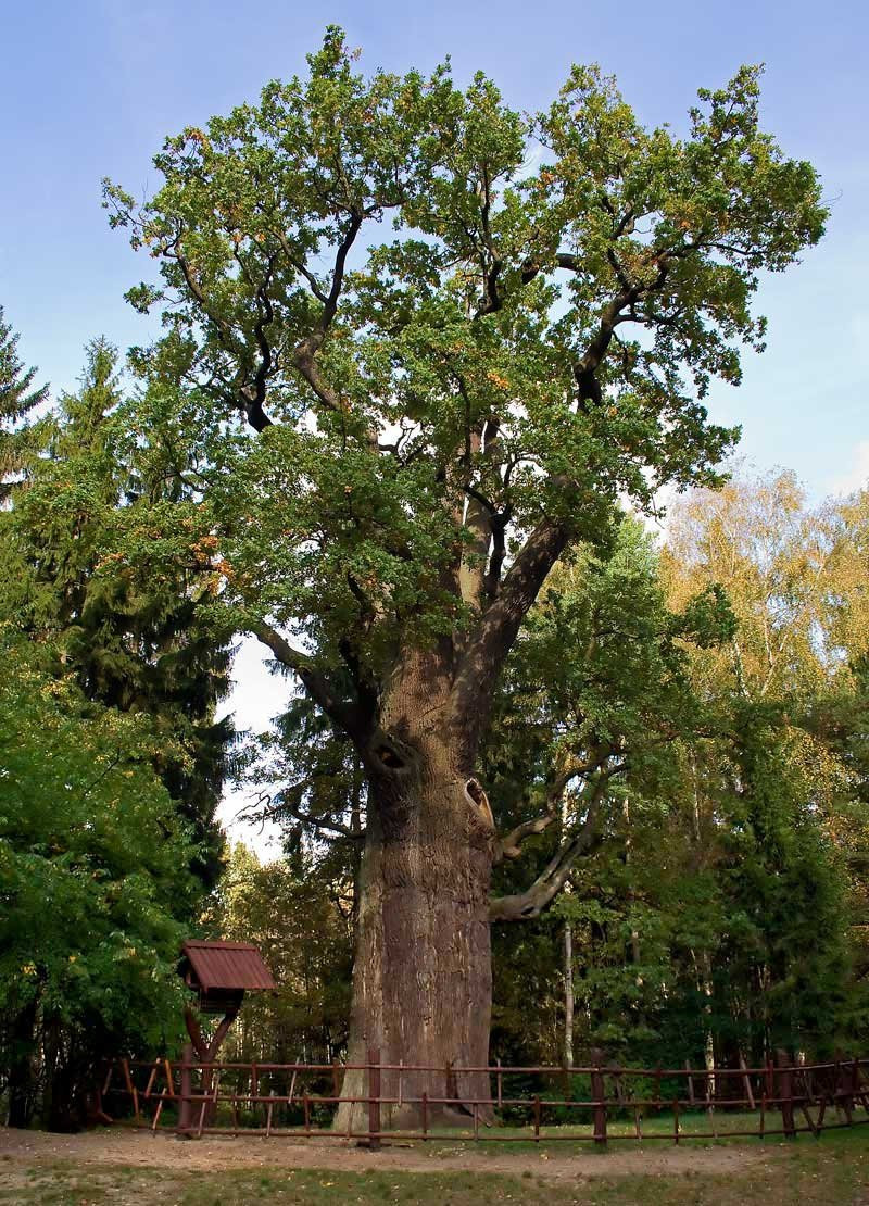 Dab-Chrobry-2007 (1)