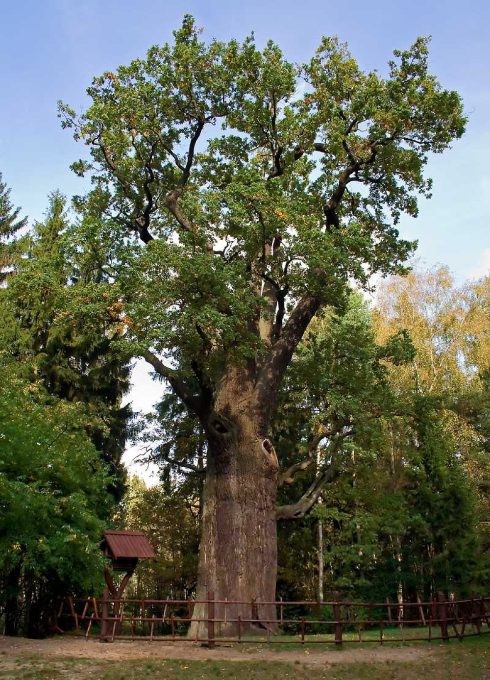 Dab-Chrobry-2007 (1)