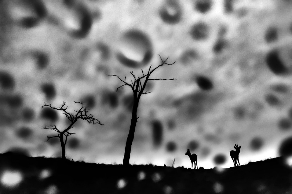 Daroczi ozes 02