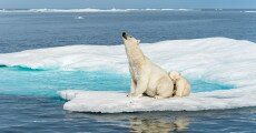 David Attenborough-val visszatérünk a fagy birodalmába