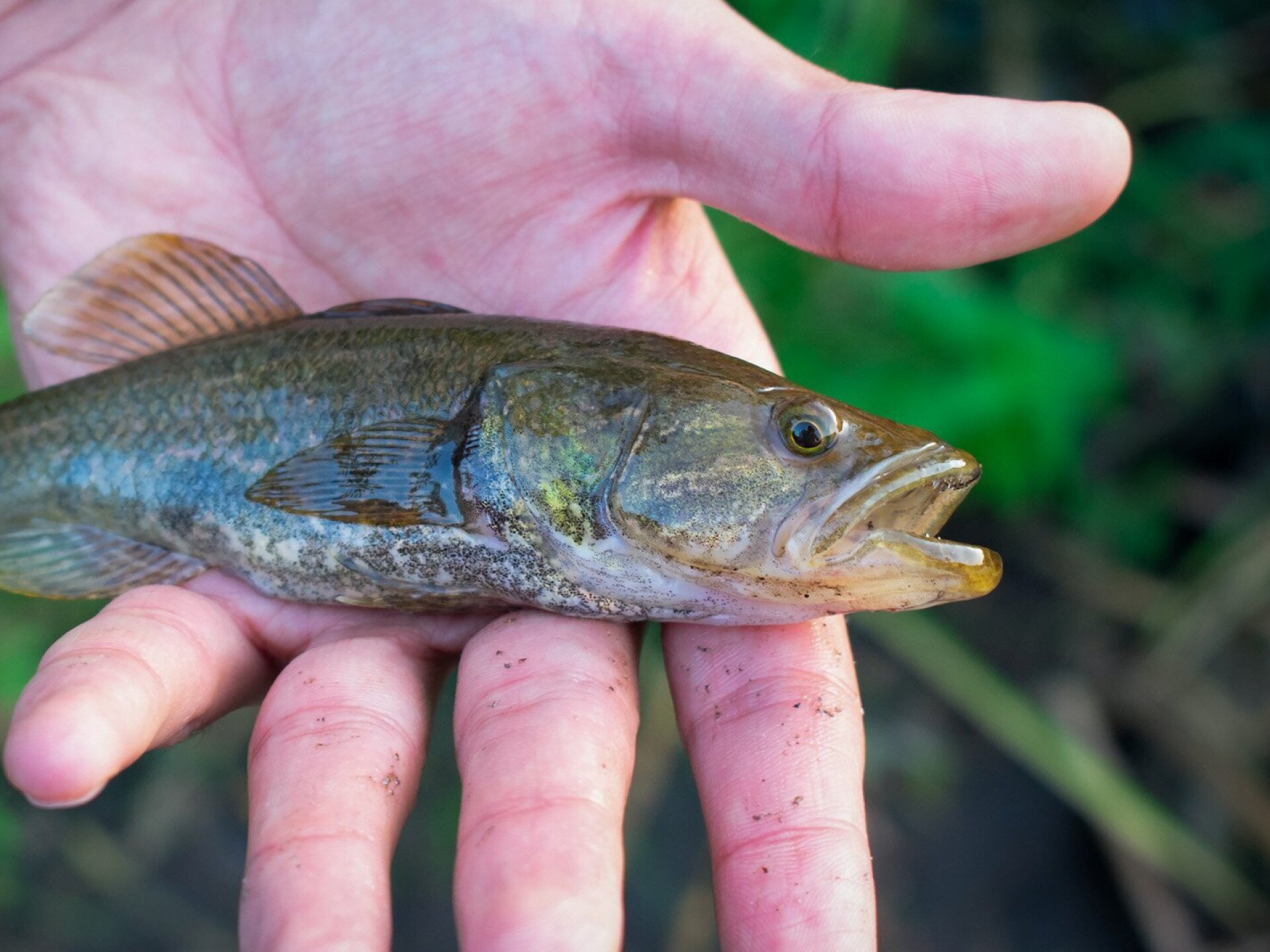 Idegenhonos halfajok a Balaton vízgyűjtőjén – Az angolnától az amurgébig