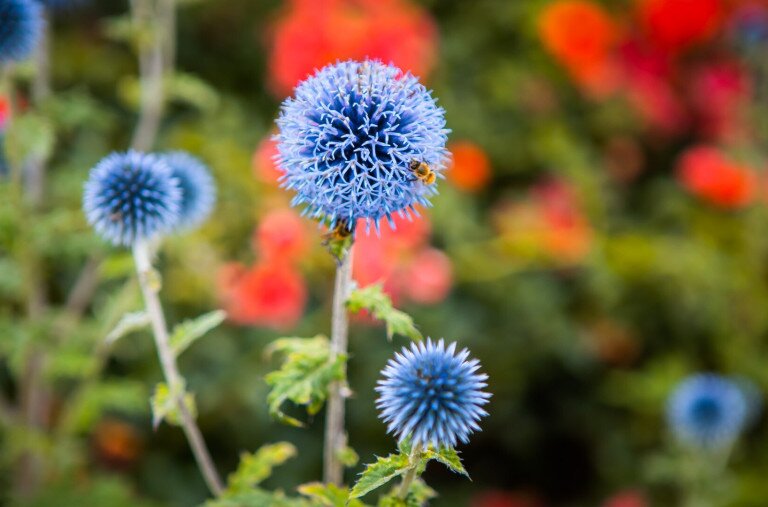 Már lehet szavazni 2026 Év Vadvirágára