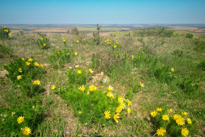 DDNPI_Tavaszi_herics_1024