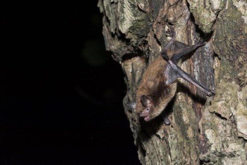 ddnpi_vizidenever_dombi_640