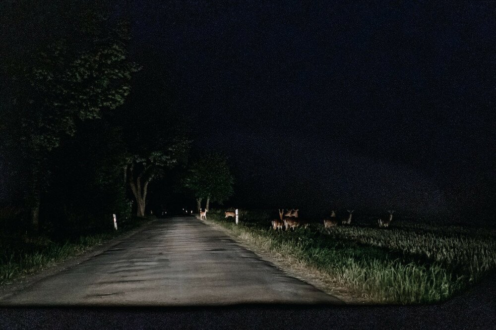 deer photo at night from the car while driving