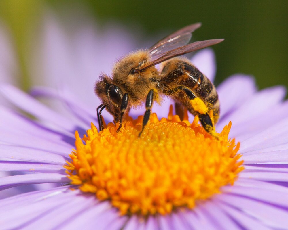 detail of bee or honeybee in Latin Apis Mellifera, european or western honey bee sitting on the yellow violet or blue flower