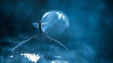 Díjnyertes képek hazánk legszebb virágairól