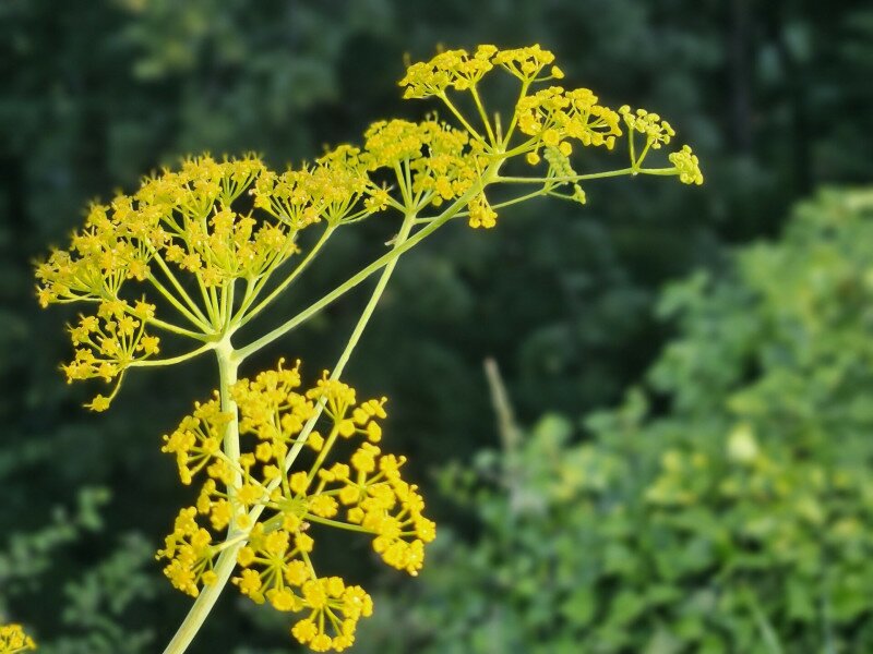 DINPI_ferula